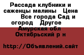 Рассада клубники и саженцы малины › Цена ­ 10 - Все города Сад и огород » Другое   . Амурская обл.,Октябрьский р-н